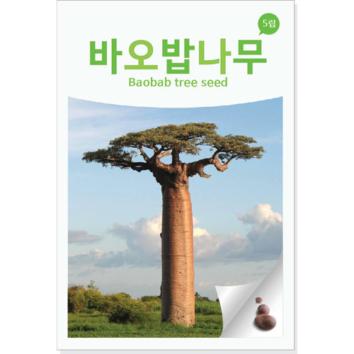 baobab tree seed ( 5 seeds)
