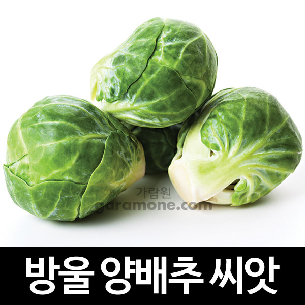 brussel sprouts seed  ( 100 seeds )