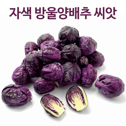 purple brussel sprouts seed  ( 30 seeds  )