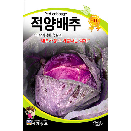 purple cabbage seed  ( 300 seeds )