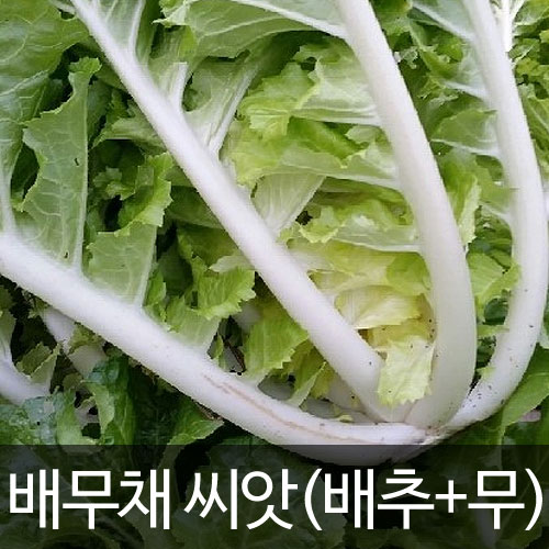 cabbage seed ( 200 seeds )