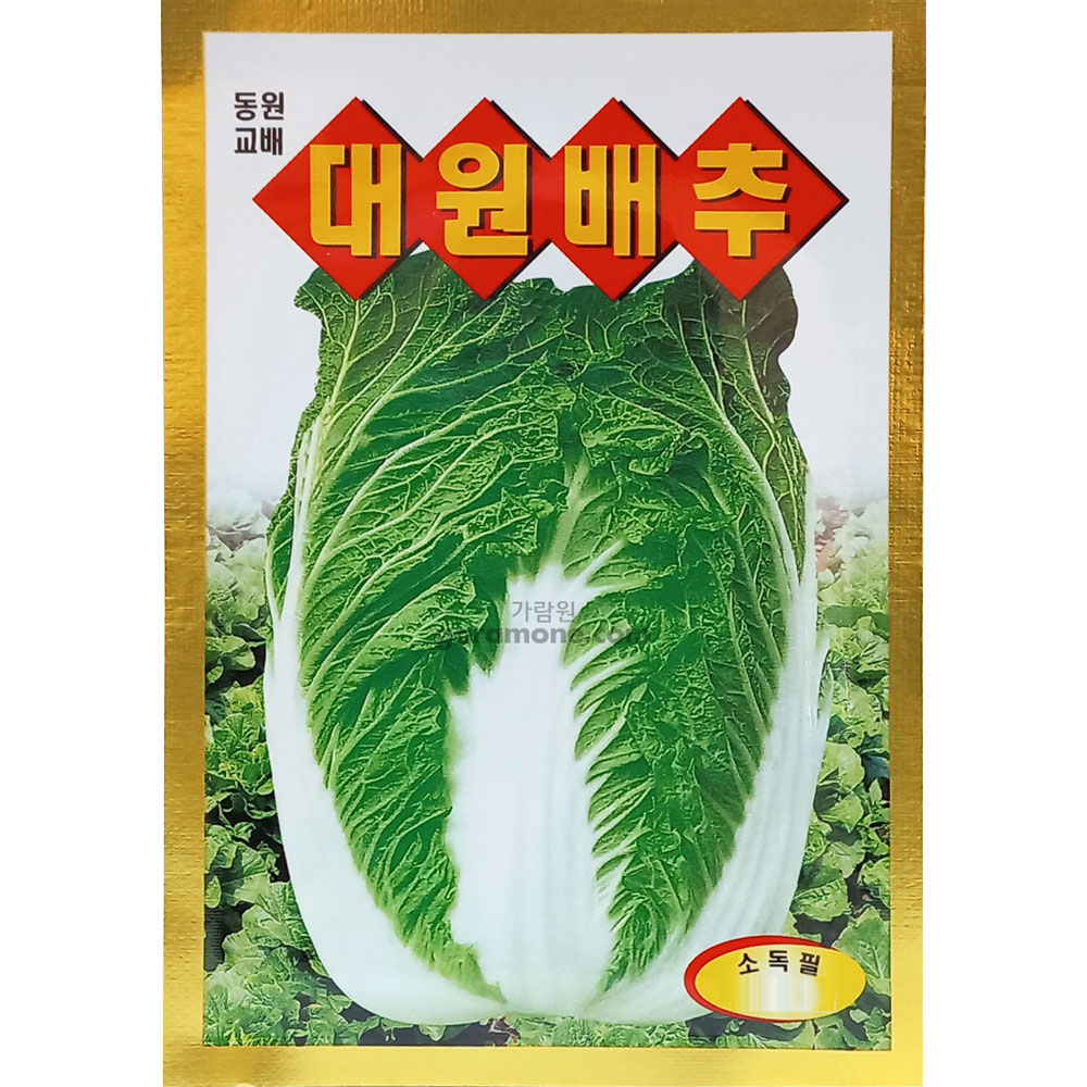 daewon cabbage seed ( 1000 seeds )