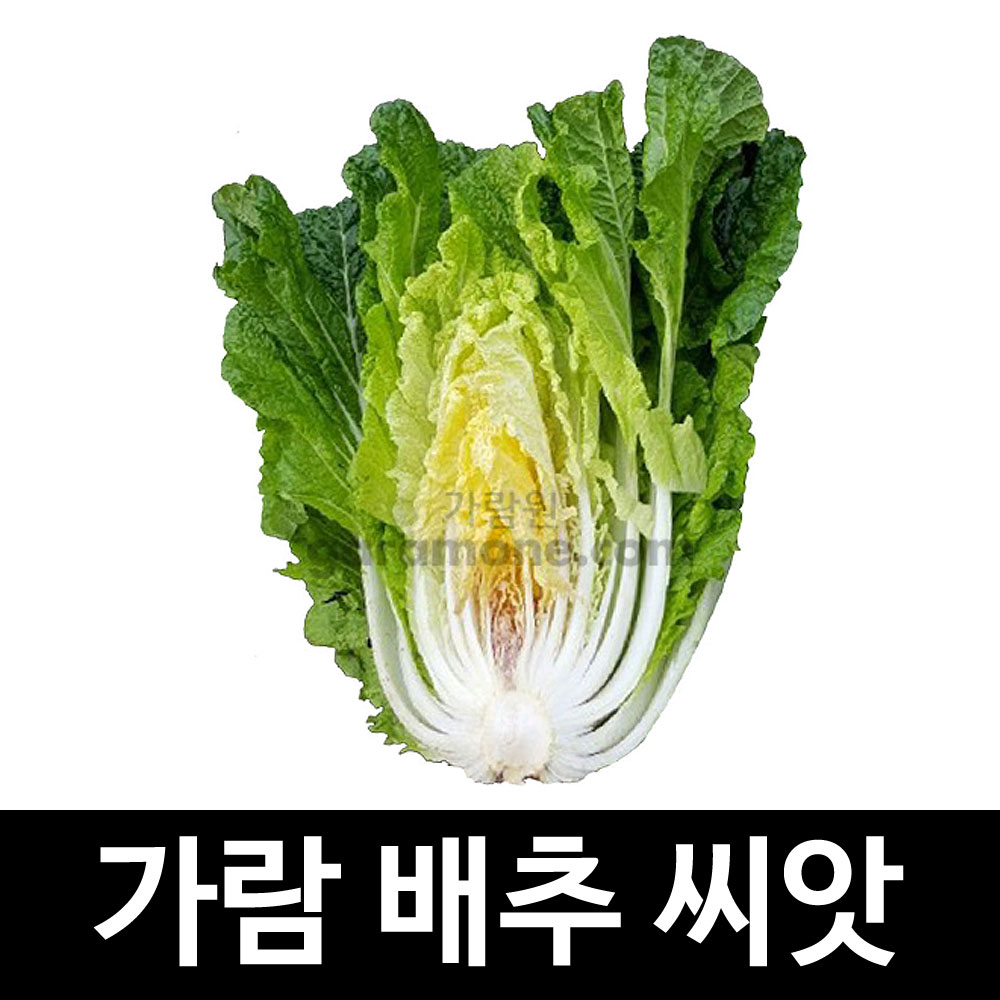 korean cabbage seed  ( 100 seeds )