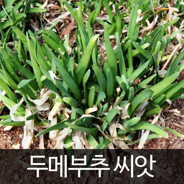 korean chive seed  ( 100 seeds )