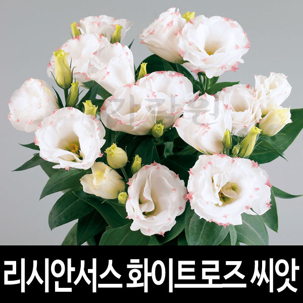 white rose lisianthus seed ( 10 seeds )