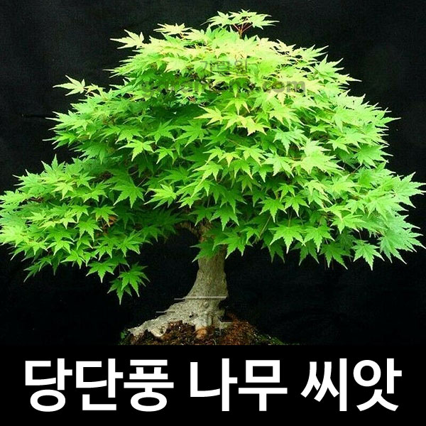 green maple seed ( 100 seeds )