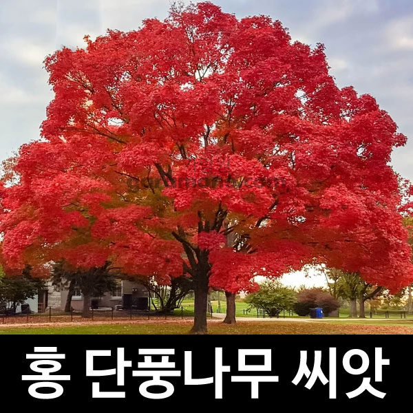 red maple seed ( 100 seeds )