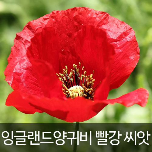 corn poppy red seed (500 seeds)