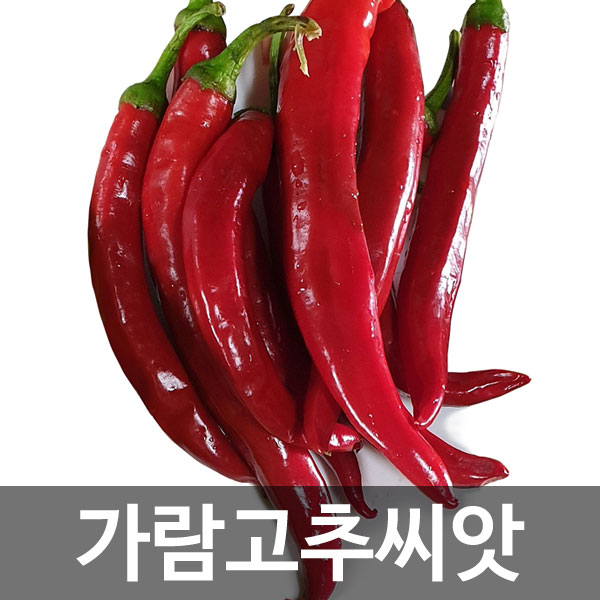 korean hot pepper seed (100 seeds)