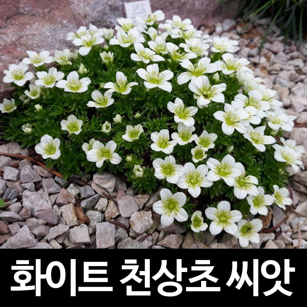 white saxifraga arendsii seed ( 100 seeds )
