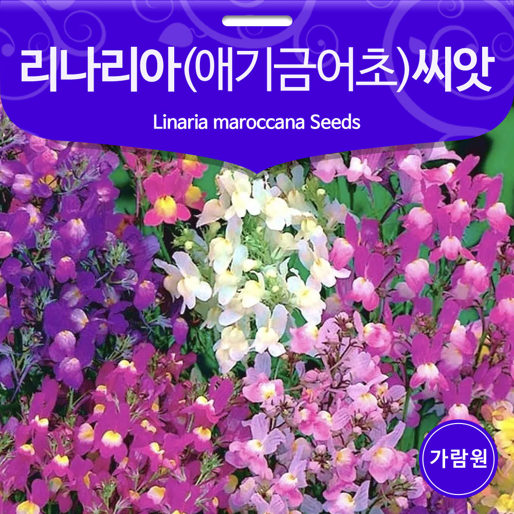 baby snapdragon / linaria seed (100 seeds)